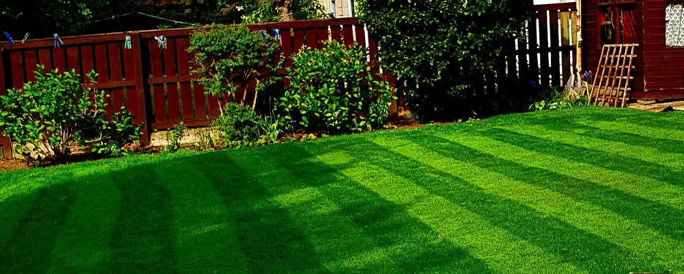 How to care for your lawn | Blog by TTS Garden Services